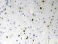 Anti-SF2 Picoband Antibody